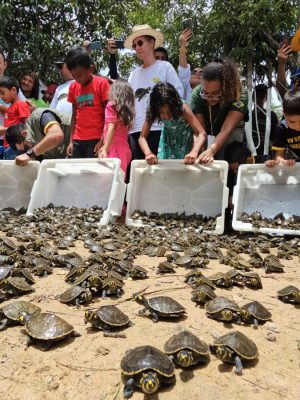 Mais de 4,9 mil filhotes de quelônios foram soltos na Reserva de Desenvolvimento Sustentável (RDS) Igapó-Açu, Unidade de Conservação gerida pela Secretaria de Estado do Meio Ambiente (Sema). O trabalho, realizado por pesquisadores e moradores da Reserva, devolveu 2.631 tracajás (Podocnemis unifilis) à natureza na última sexta-feira (06), e mais 2.291 no sábado (07).