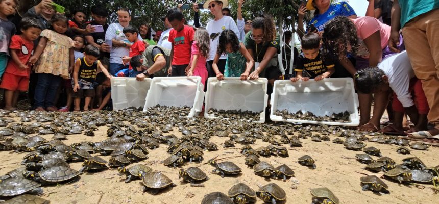 Mais de 4,9 mil filhotes de quelônios foram soltos na Reserva de Desenvolvimento Sustentável (RDS) Igapó-Açu, Unidade de Conservação gerida pela Secretaria de Estado do Meio Ambiente (Sema). O trabalho, realizado por pesquisadores e moradores da Reserva, devolveu 2.631 tracajás (Podocnemis unifilis) à natureza na última sexta-feira (06), e mais 2.291 no sábado (07).