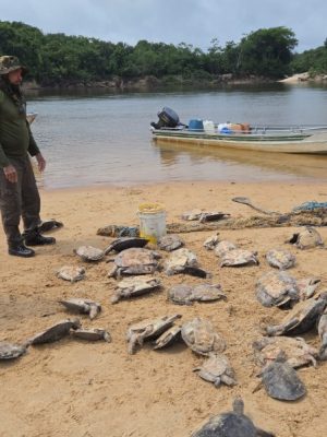 O Instituto Brasileiro do Meio Ambiente e dos Recursos Naturais Renováveis (IBAMA), em parceria com o Instituto Chico Mendes de Conservação da Biodiversidade (ICMBio) e a Fundação Nacional dos Povos Indígenas (Funai), concluiu uma ampla operação conjunta de monitoramento e fiscalização ambiental em áreas estratégicas do Amazonas.